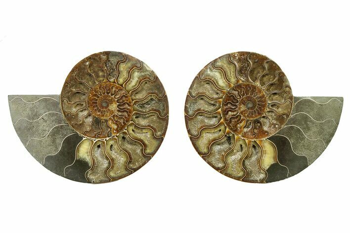 Cut & Polished, Agatized Ammonite Fossil - Madagascar #328090